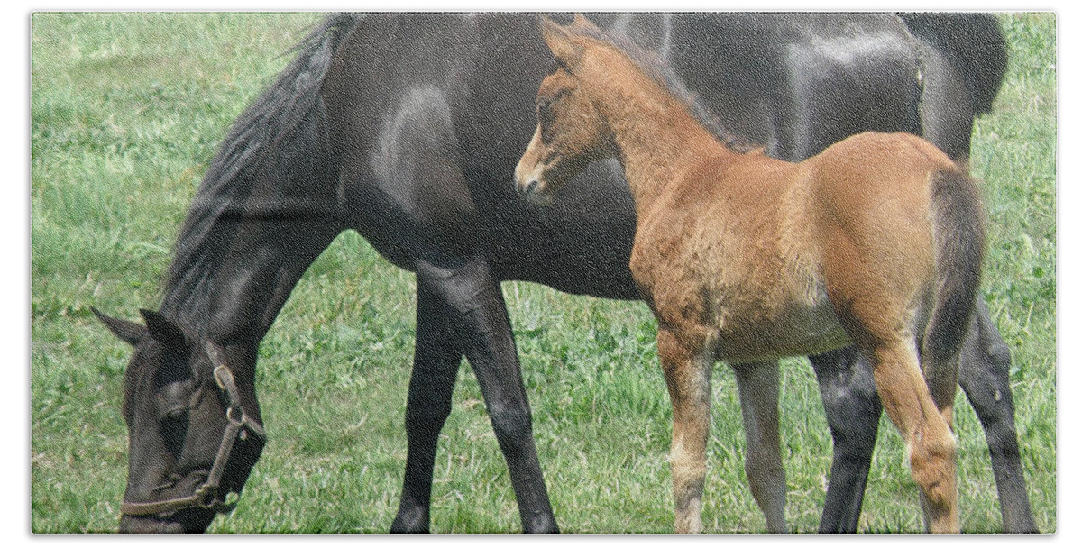 Horse Bath Towel featuring the photograph In the Field by Debby Pueschel
