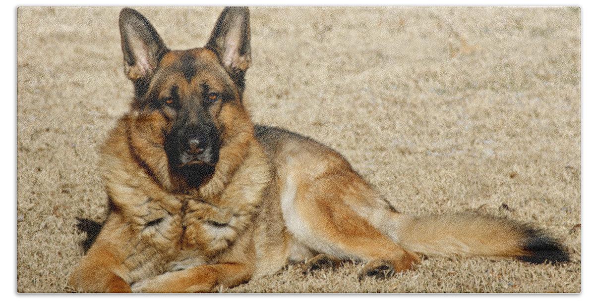 German Shepherd Hand Towel featuring the photograph In the Sunshine by Sandy Keeton