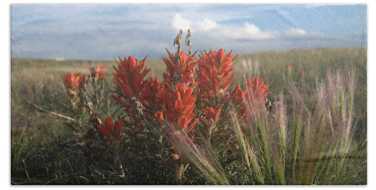 Flower Bath Towel featuring the photograph Indian Paintbrush by Frank Madia