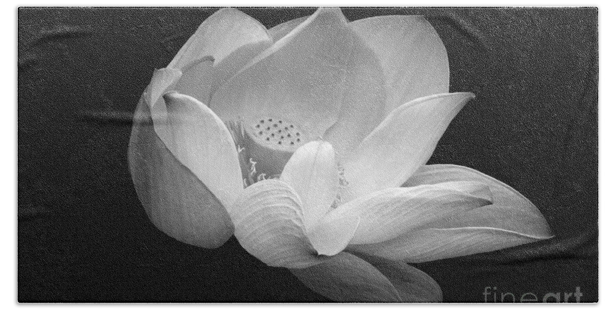 Indian Lotus Bath Towel featuring the photograph Indian Sacred Lotus in Black and White by Byron Varvarigos