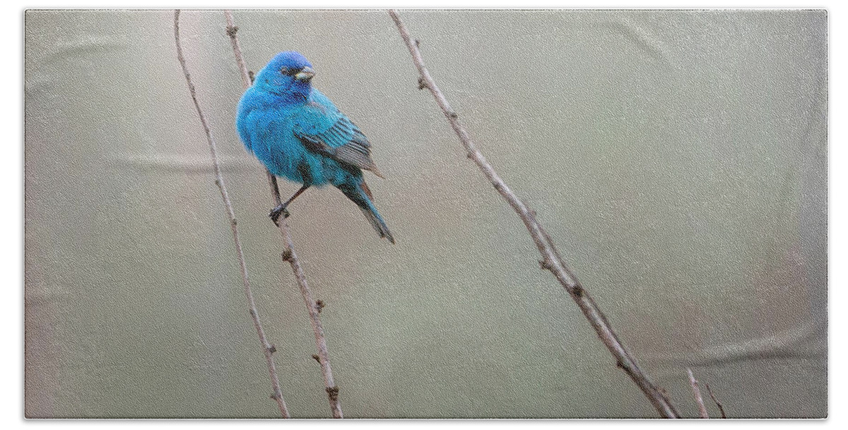 Indigo Bunting Hand Towel featuring the photograph Indigo Bunting Square by Bill Wakeley