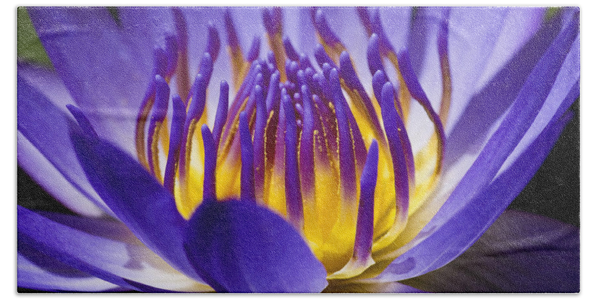 Waterlily Bath Towel featuring the photograph Inner Glow by Priya Ghose