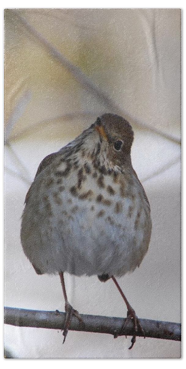 Hermit Thrush Hand Towel featuring the photograph Inquisitive Hermit Thrush by Cascade Colors