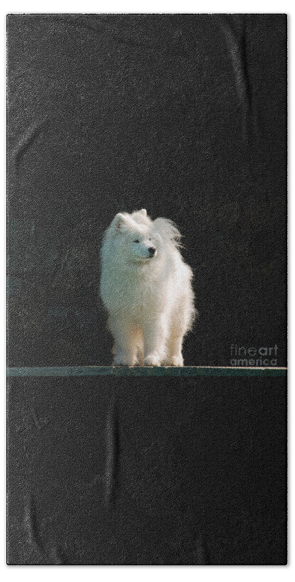 Dog Bath Towel featuring the photograph Intent by Lois Bryan