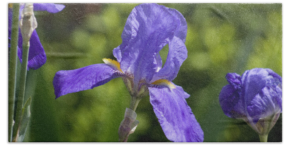 Flower Bath Towel featuring the photograph Iris 4 by Andy Shomock