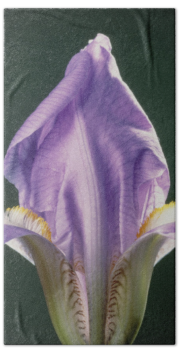 Angiosperm Hand Towel featuring the photograph Iris Flower by Perennou Nuridsany