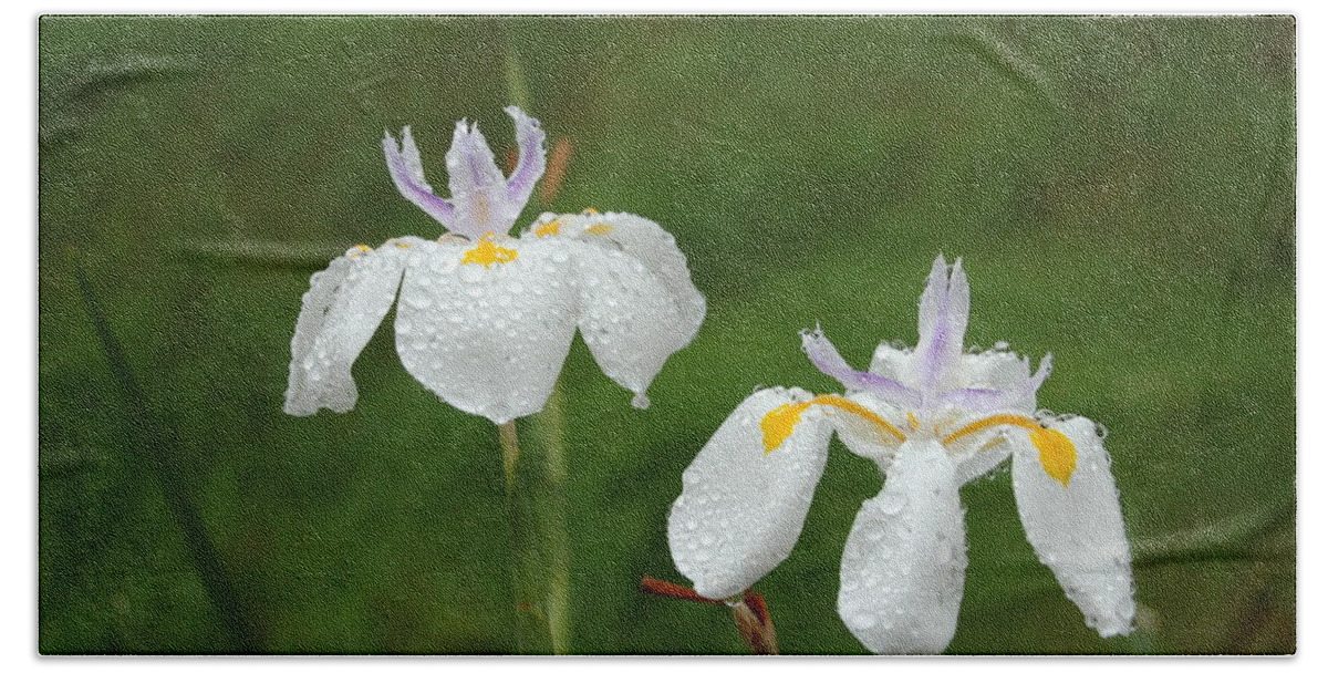 Linda Brody Hand Towel featuring the photograph Irises In the Rain by Linda Brody