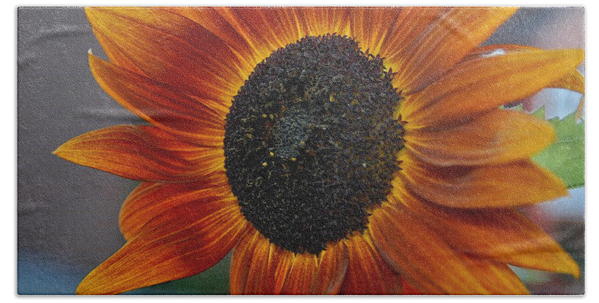 Orange Sunflower Bath Towel featuring the photograph Isabella Sun by Joseph Yarbrough