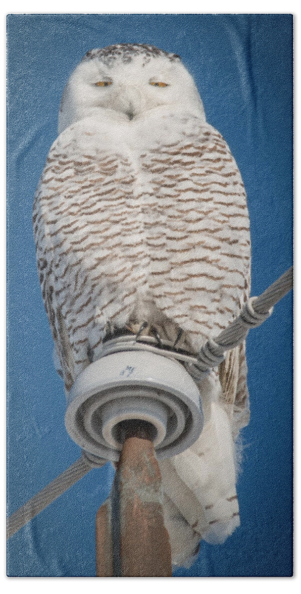 Snowy Owl Hand Towel featuring the photograph I've got my eye on you by Sandy Roe