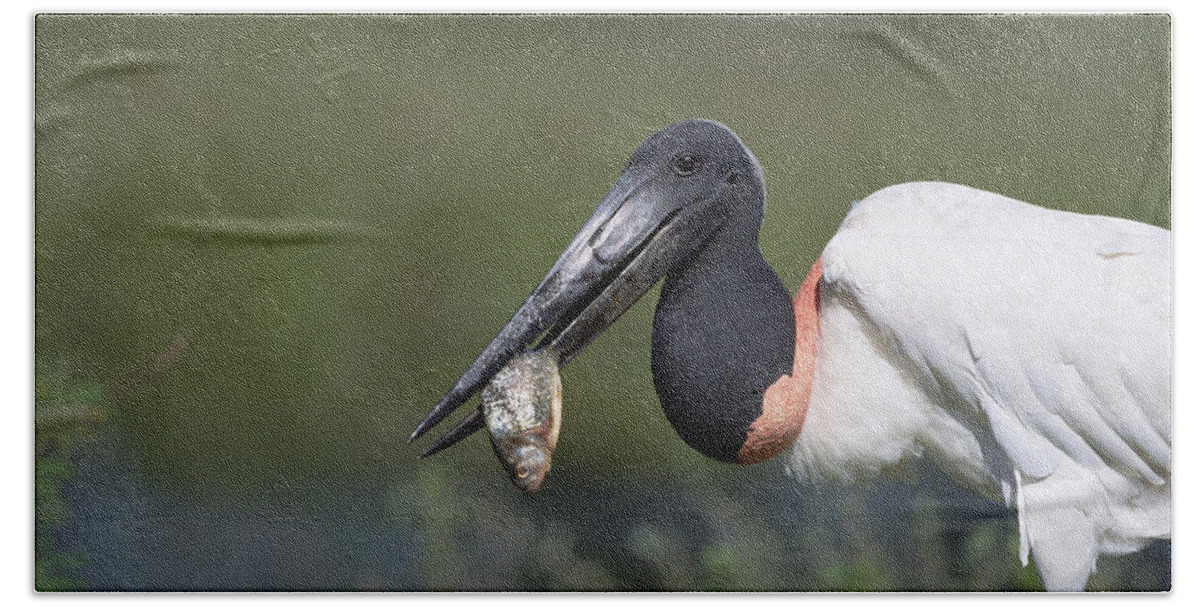 Feb0514 Bath Towel featuring the photograph Jabiru Stork Catching Fish Pantanal by Konrad Wothe