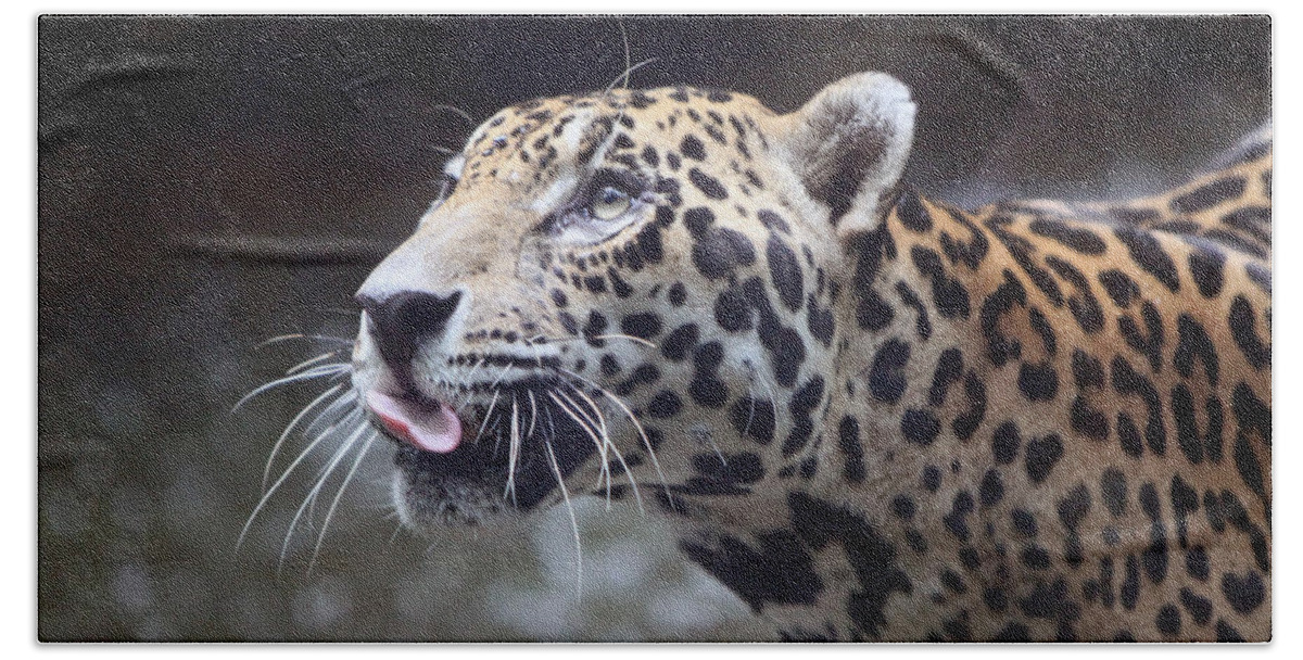 Jaguar Hand Towel featuring the photograph Jaguar Sticking Out Tongue by Shoal Hollingsworth