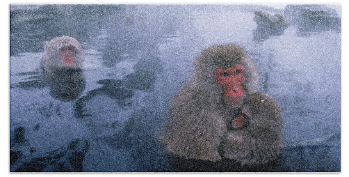 Animal Hand Towel featuring the photograph Japan - Jigokudani Wild Monkey Park by Peter Essick