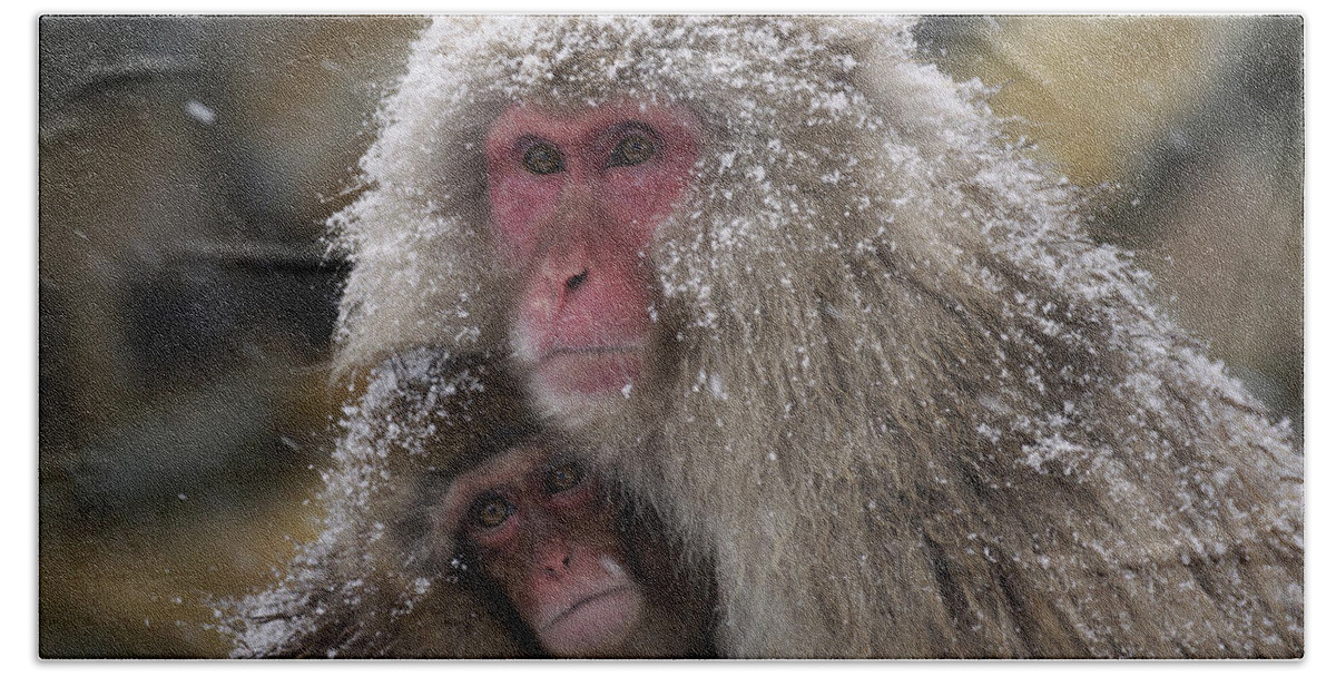 534262 Bath Towel featuring the photograph Japanese Macaque And Baby In Snow Japan by Hiroya Minakuchi