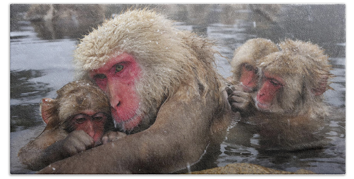 Thomas Marent Bath Towel featuring the photograph Japanese Macaque Grooming Mother by Thomas Marent