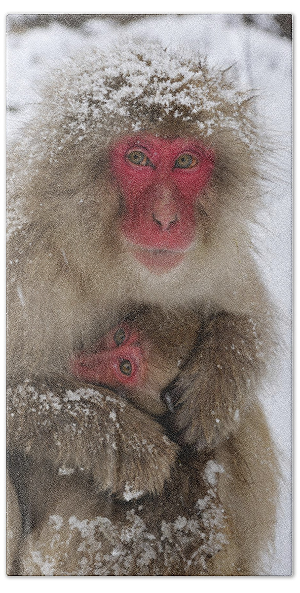Thomas Marent Hand Towel featuring the photograph Japanese Macaque Warming Baby by Thomas Marent