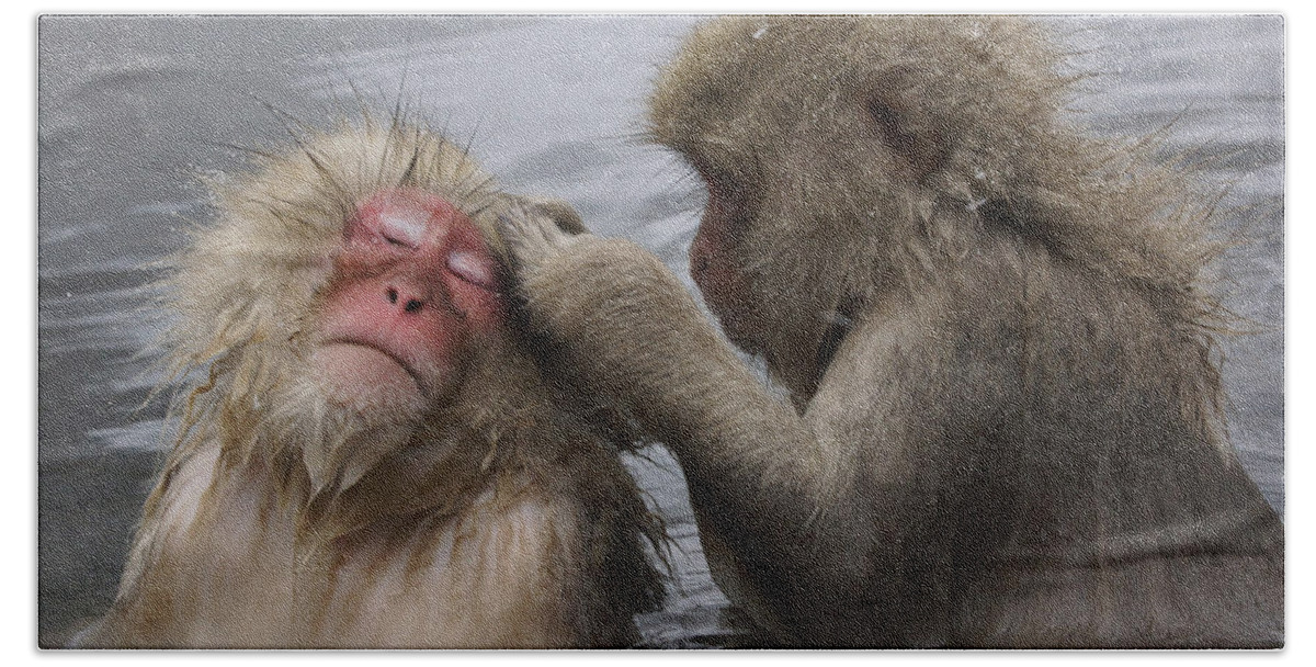 Feb0514 Bath Towel featuring the photograph Japanese Macaques Grooming In Hot Spring by Hiroya Minakuchi