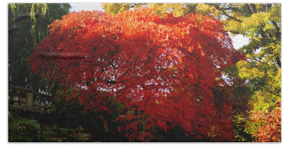 Autumn Bath Towel featuring the photograph Japanese Maple by Tikvah's Hope