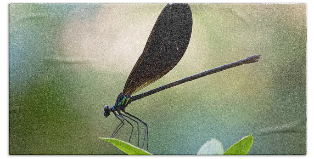 Wildlife Bath Towel featuring the photograph Jewel Winged Damselfly by Kenneth Albin