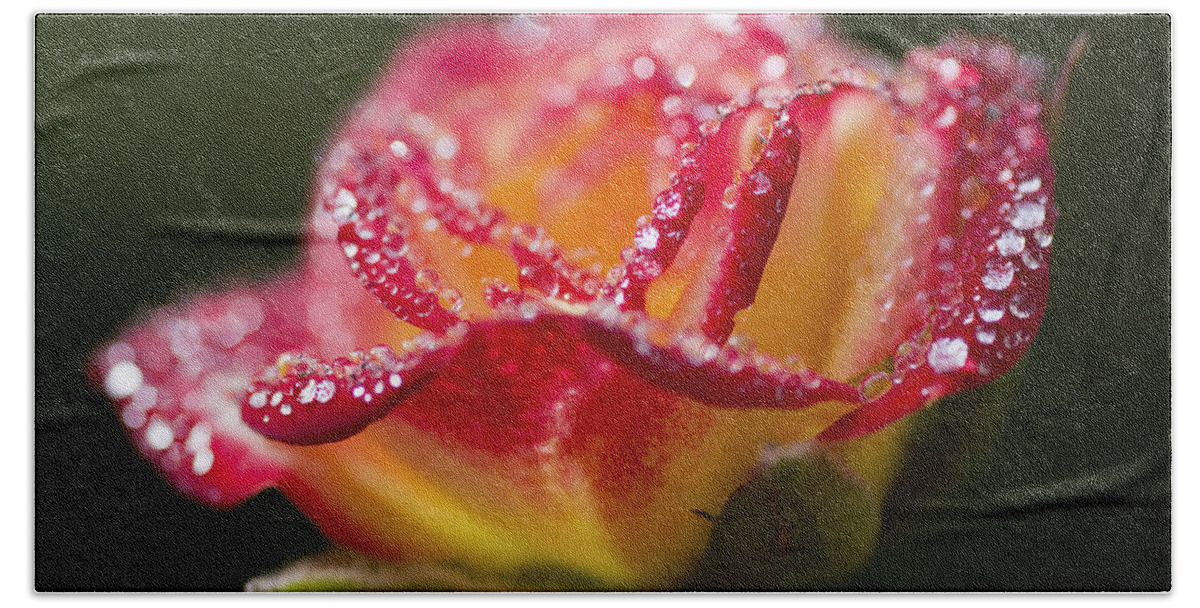 Rose Bath Towel featuring the photograph Jewels by Priya Ghose