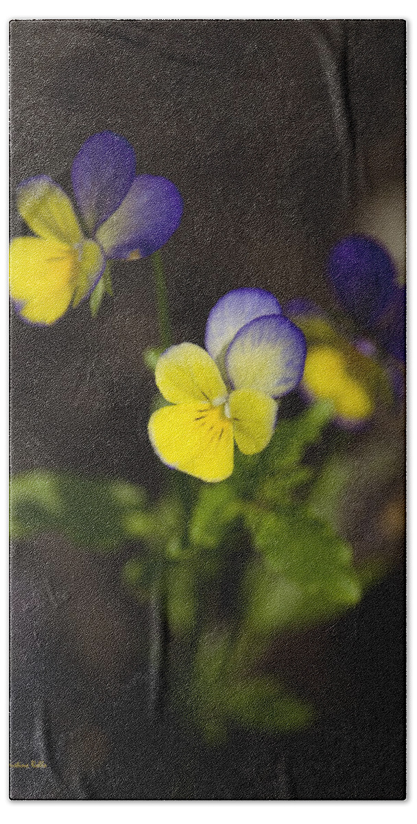 Flowers Bath Towel featuring the photograph Johnny Jump Up - Viola Tricolor Wildflowers by Christina Rollo