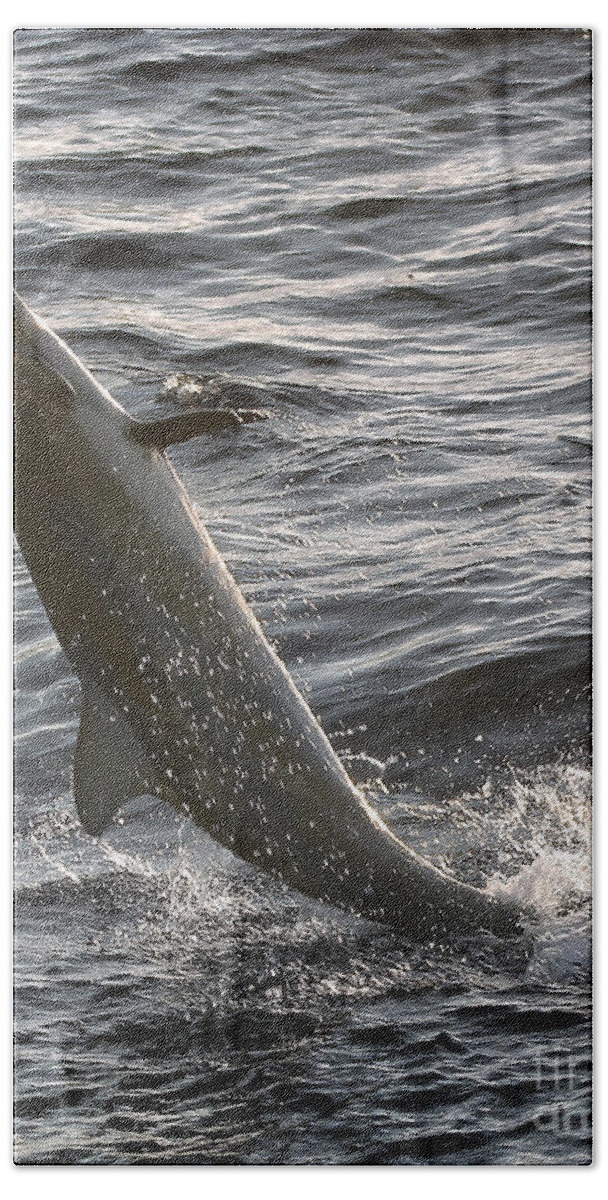 Spinner Dolphin Bath Towel featuring the photograph Jumping for Joy by Belinda Greb