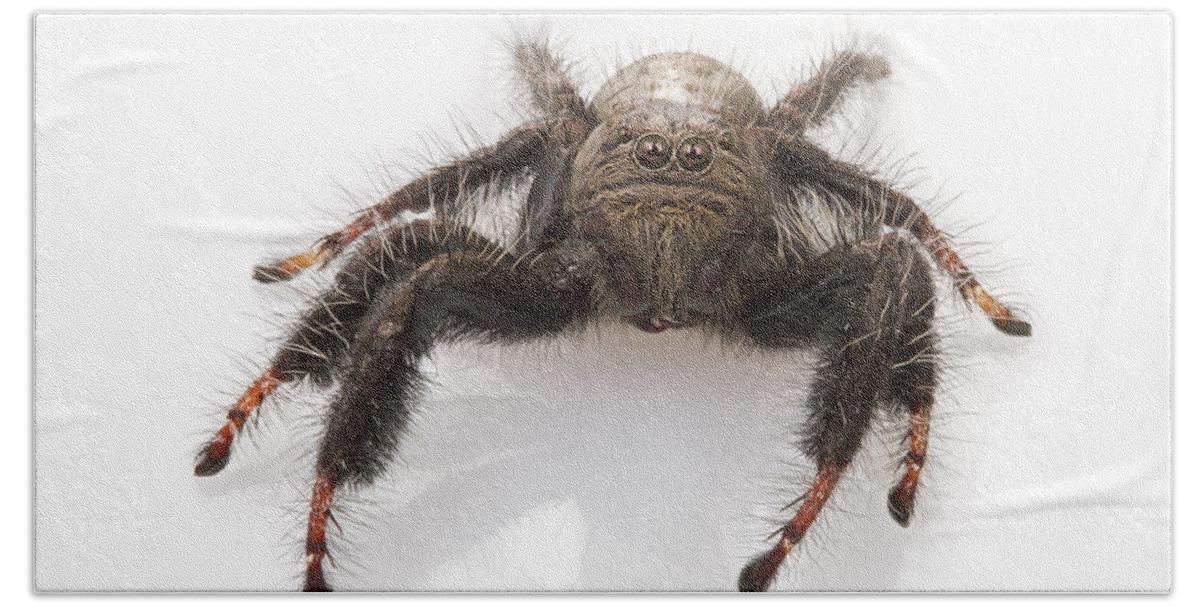486881 Bath Towel featuring the photograph Jumping Spider Gorongosa Mozambique by Piotr Naskrecki