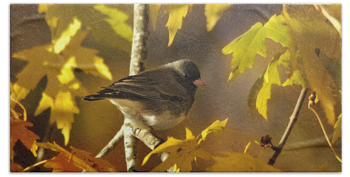 Nature Bath Towel featuring the photograph Junco in Morning Light by Nava Thompson