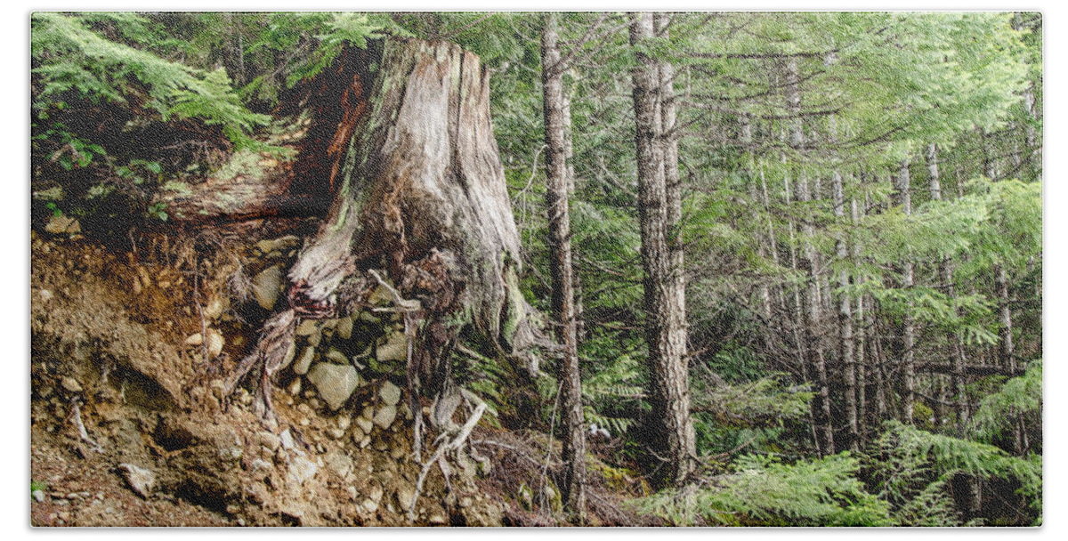 Backroad Bath Towel featuring the photograph Just Hanging On Old Growth Forest Stump by Roxy Hurtubise