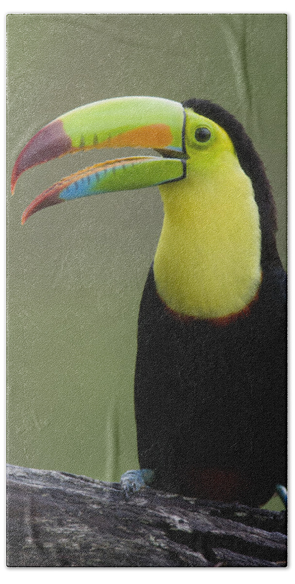 Feb0514 Hand Towel featuring the photograph Keel-billed Toucan Calling Costa Rica by Suzi Eszterhas