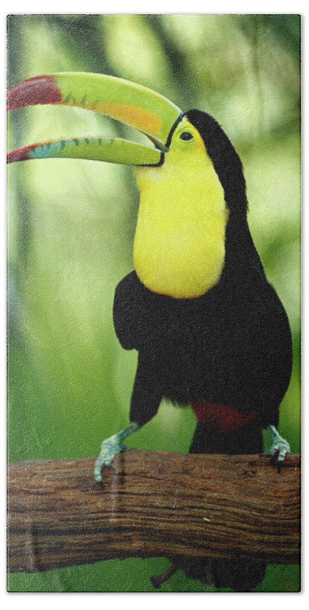 00202267 Bath Towel featuring the photograph Keel-billed Toucan by Gerry Ellis