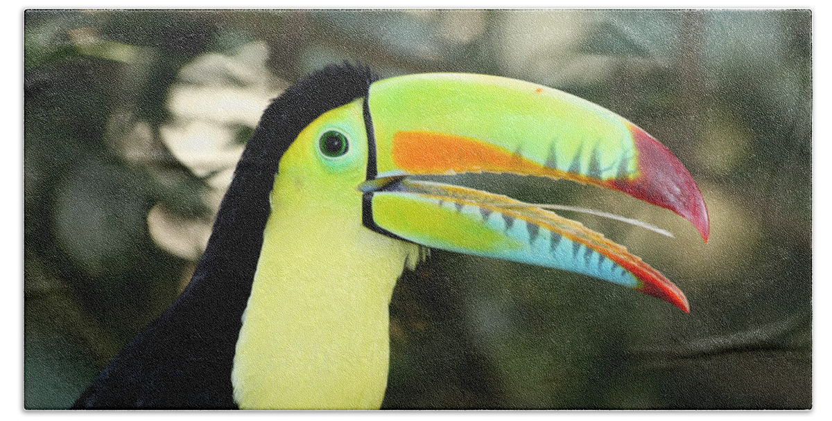 Toucan Bath Towel featuring the photograph Keel billed toucan by James Brunker