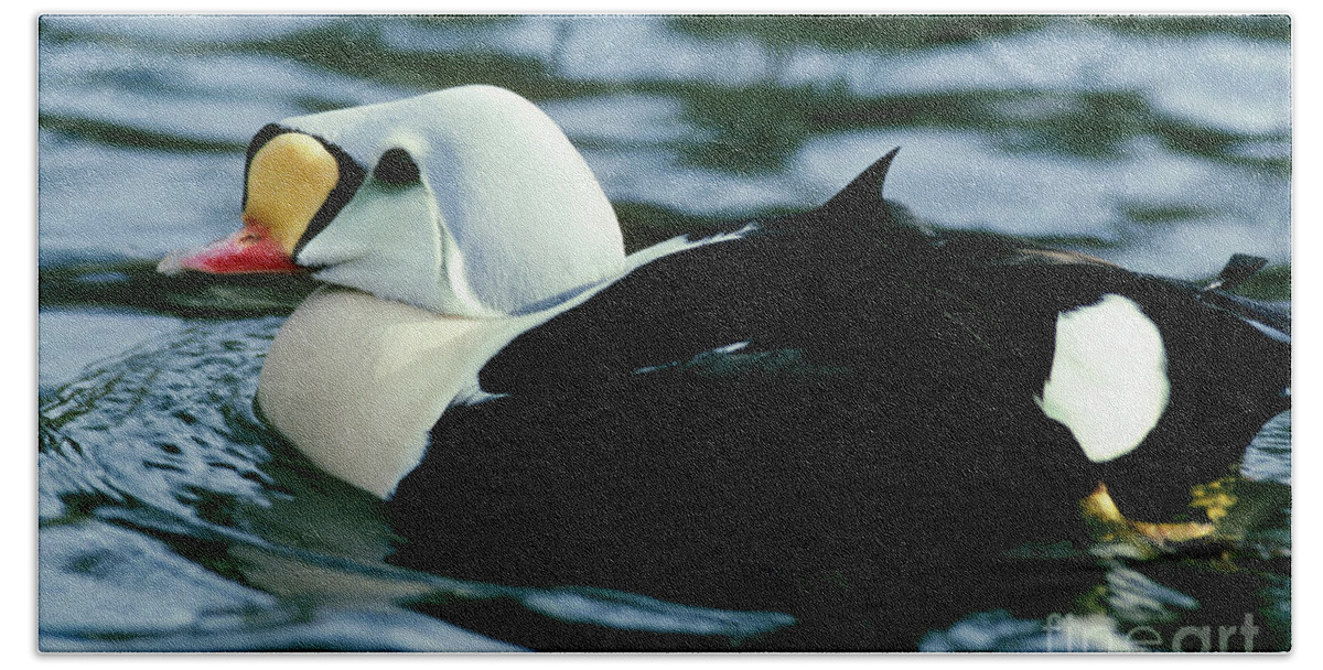 King Eider Duck Bath Towel featuring the photograph King Eider Duck by Art Wolfe