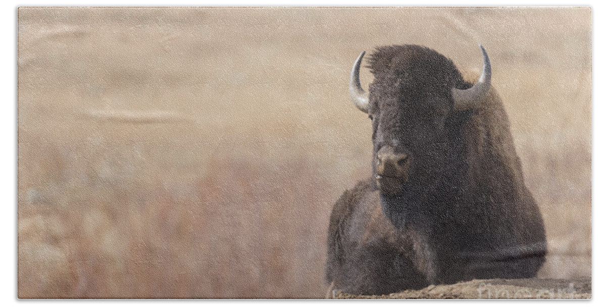Animal Hand Towel featuring the photograph King of the Hill At Custer State Park South Dakota by Steve Triplett