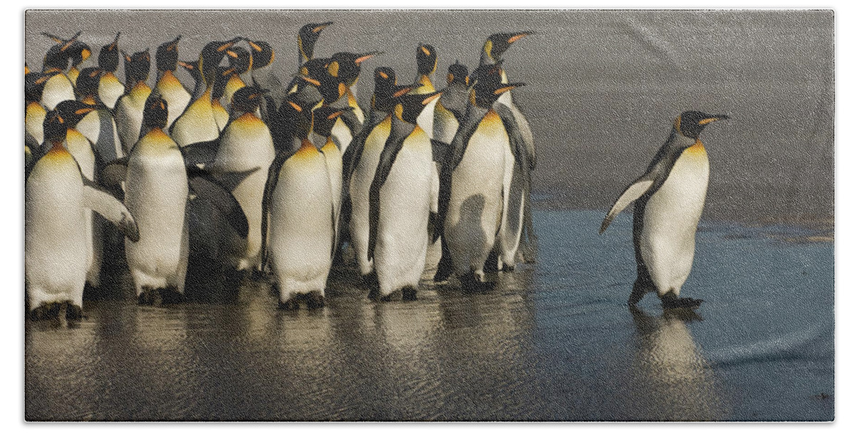 00439201 Hand Towel featuring the photograph King Penguins at Volunteer Point by Pete Oxford