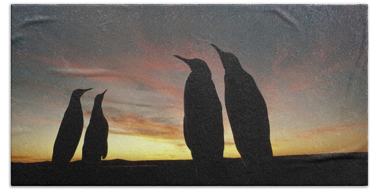 Feb0514 Bath Towel featuring the photograph King Penguins And Sunset Falklands by Tui De Roy