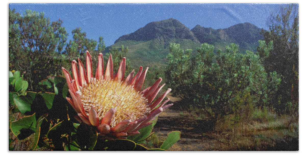 Protea Bath Towel featuring the photograph King Protea Flower by Nigel Dennis