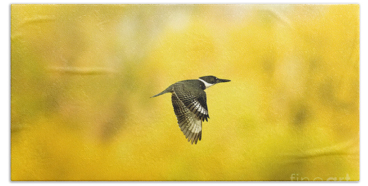 Animal Bath Sheet featuring the photograph Kingfisher On Gold 2 by Robert Frederick