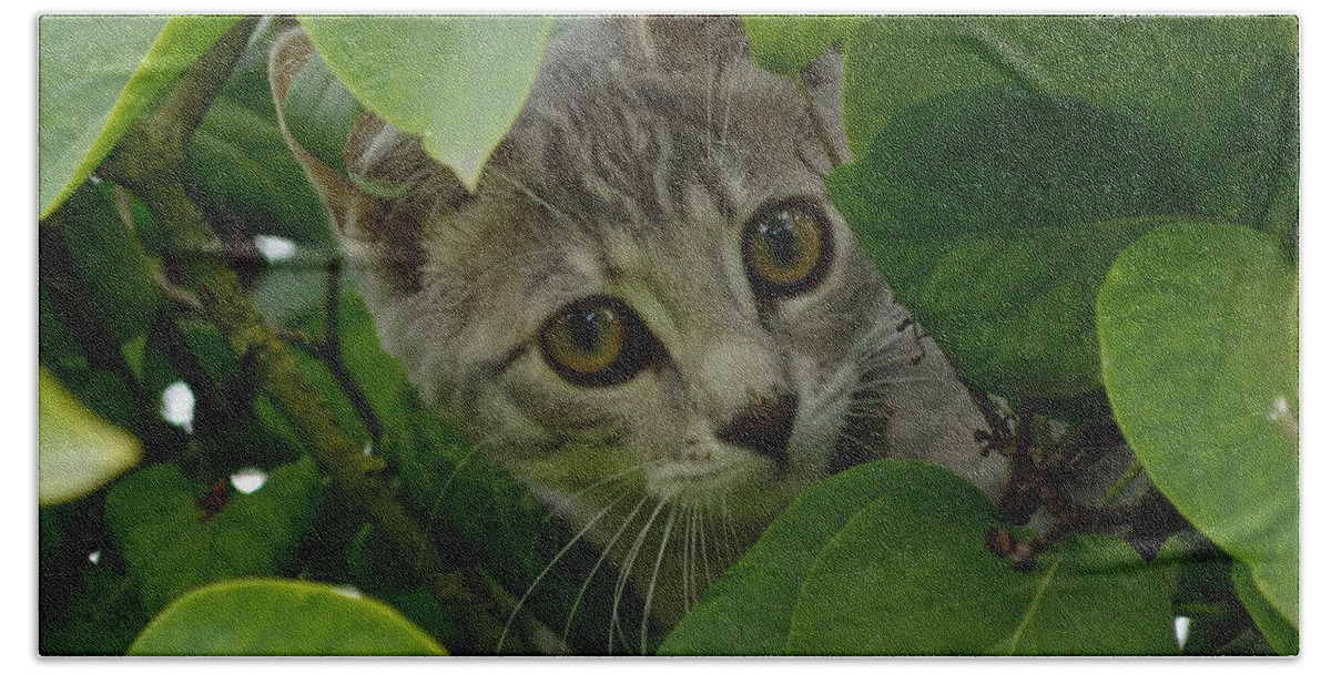 Outdoor Hand Towel featuring the photograph Kitten in the Bushes by Scott Lyons