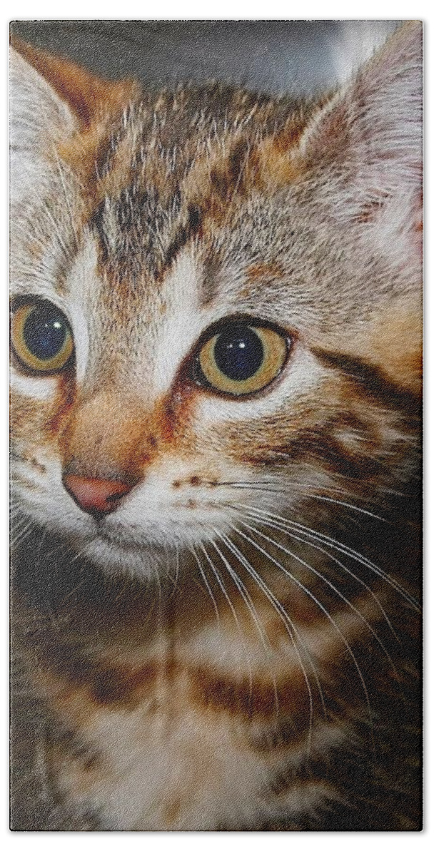Kitten Bath Sheet featuring the photograph Kitten by Joyce Baldassarre
