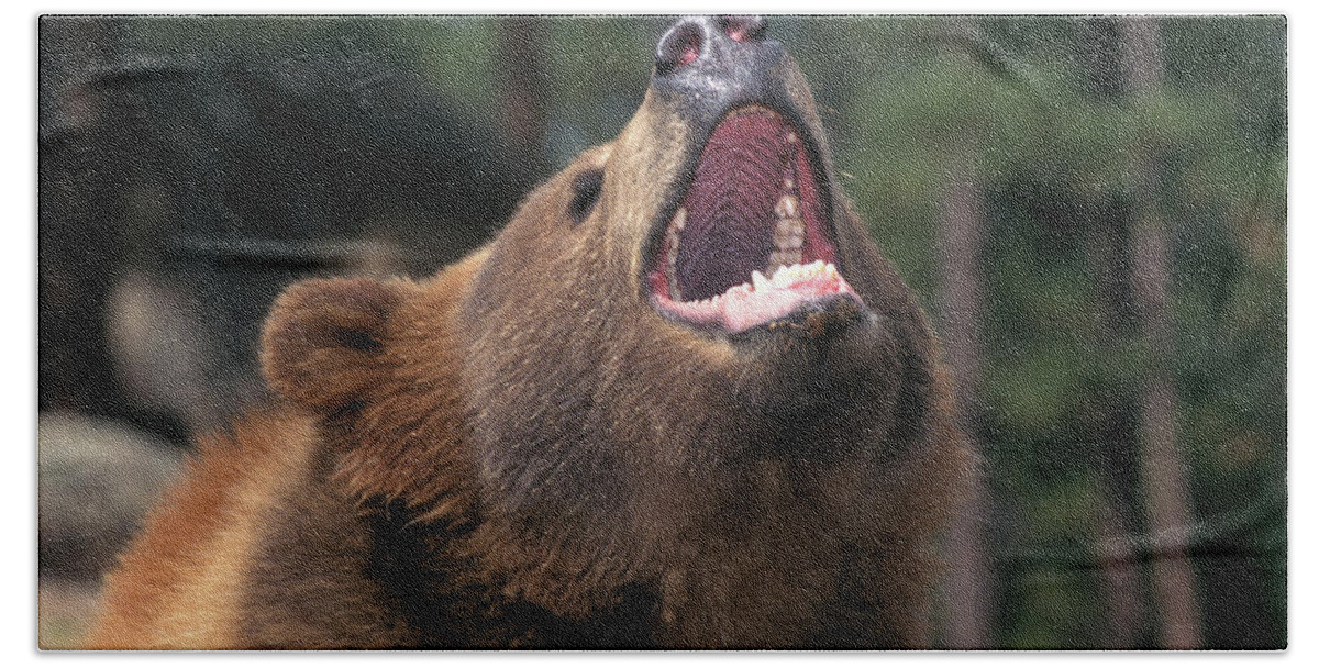 Photography Hand Towel featuring the photograph Kodiak Bear Ursus Arctos Middendorffi by Animal Images