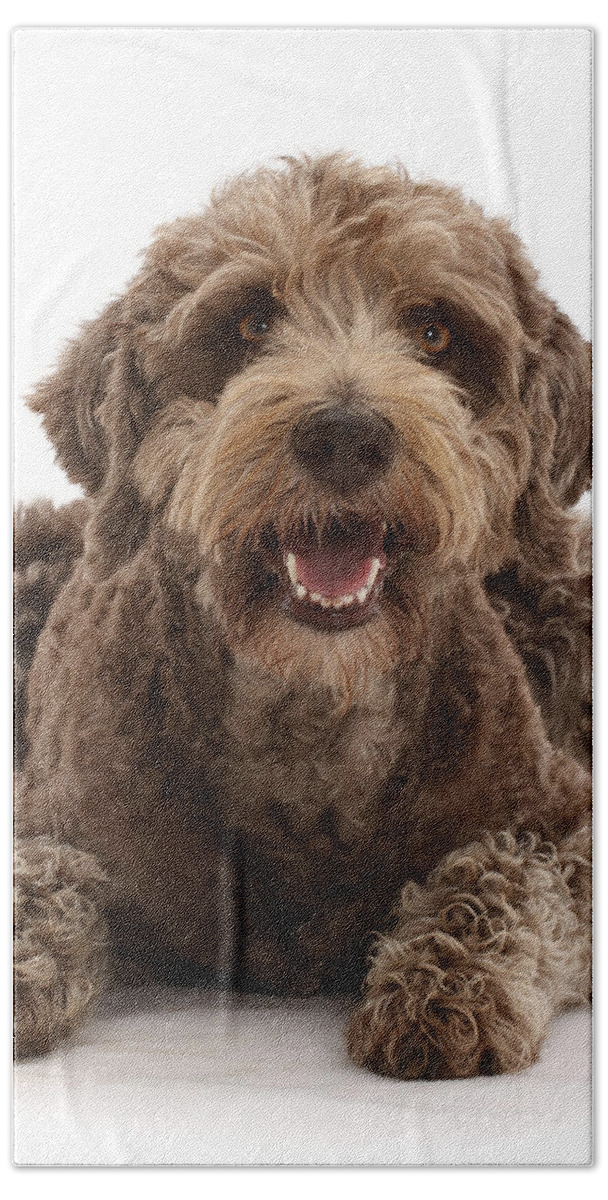Animals Bath Towel featuring the photograph Labradoodle Lying With Head by Mark Taylor
