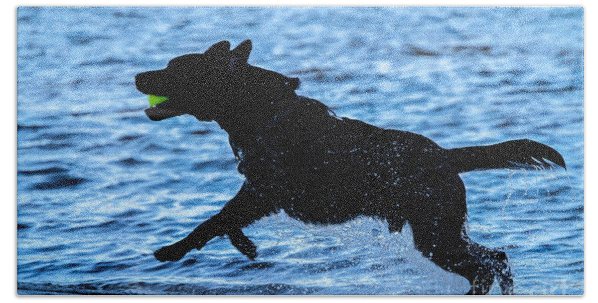 Silhouette Bath Towel featuring the photograph Labrador on the Run by Eleanor Abramson