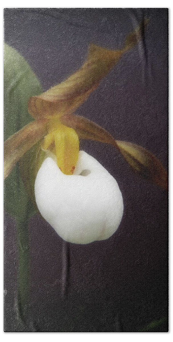 Flower Hand Towel featuring the photograph Lady Slipper by Jamie Johnson