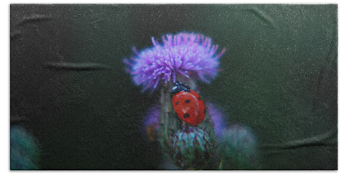 Bug Hand Towel featuring the photograph Ladybug by Jeff Swan