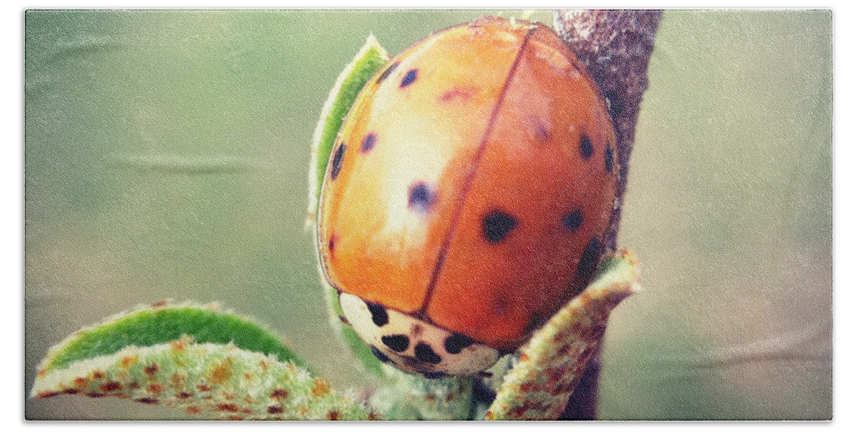 Ladybug Hand Towel featuring the photograph Ladybug by Kerri Farley