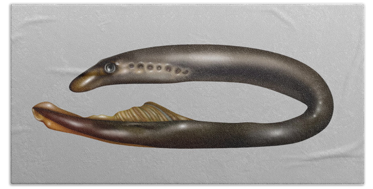 Nature Hand Towel featuring the photograph Lamprey Eel, Illustration by Gwen Shockey