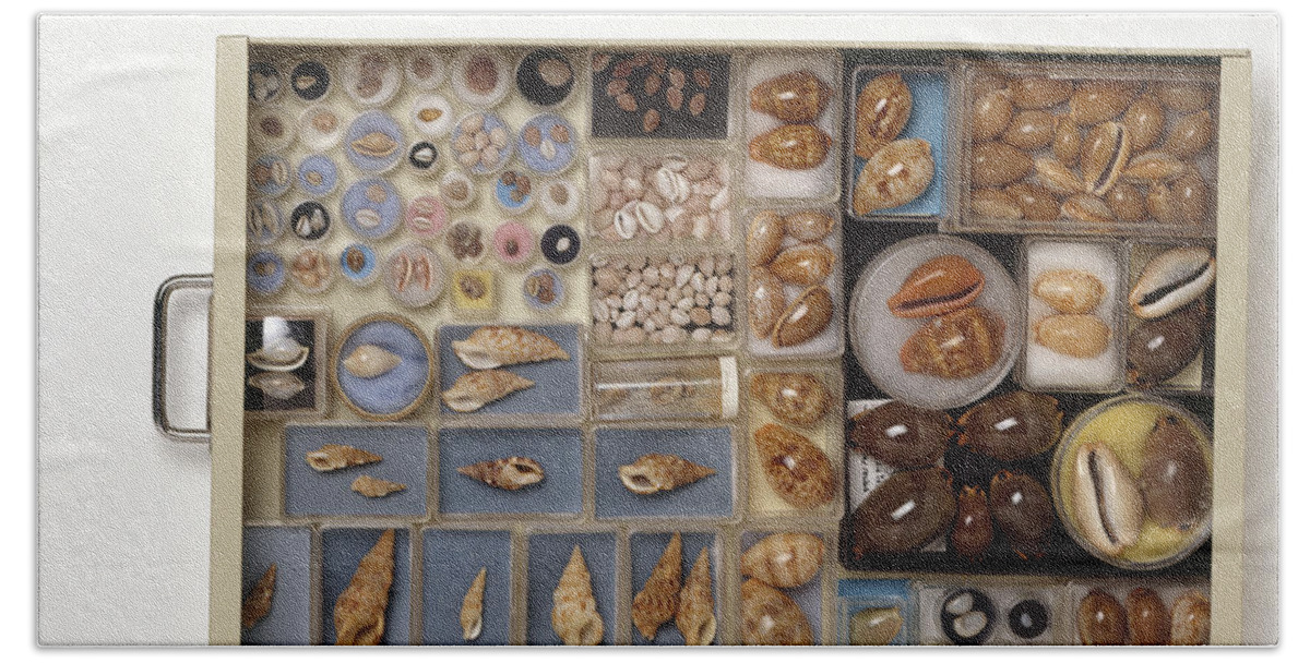 Abundance Bath Towel featuring the photograph Large Collection Of Shells In Drawer by Matthew Ward / Dorling Kindersley