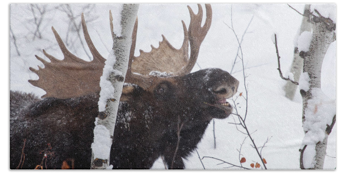 Moose Bath Towel featuring the photograph Last Leaves by Kevin Dietrich