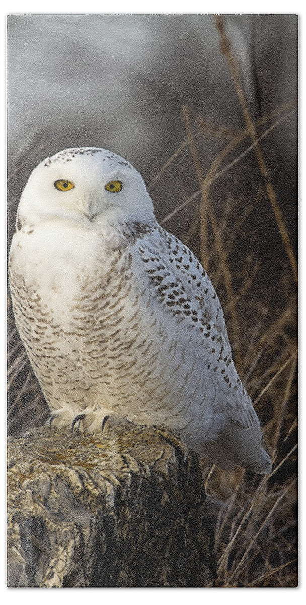 Snowy Owl Bath Towel featuring the photograph Late Season Snowy Owl by John Vose