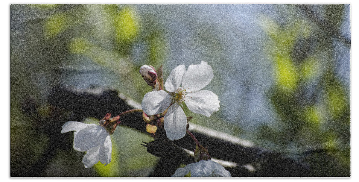 Green Hand Towel featuring the photograph Late Spring Blossom by Spikey Mouse Photography